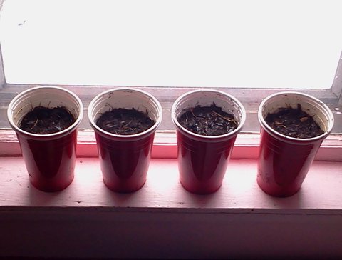 Planted lettuce seeds